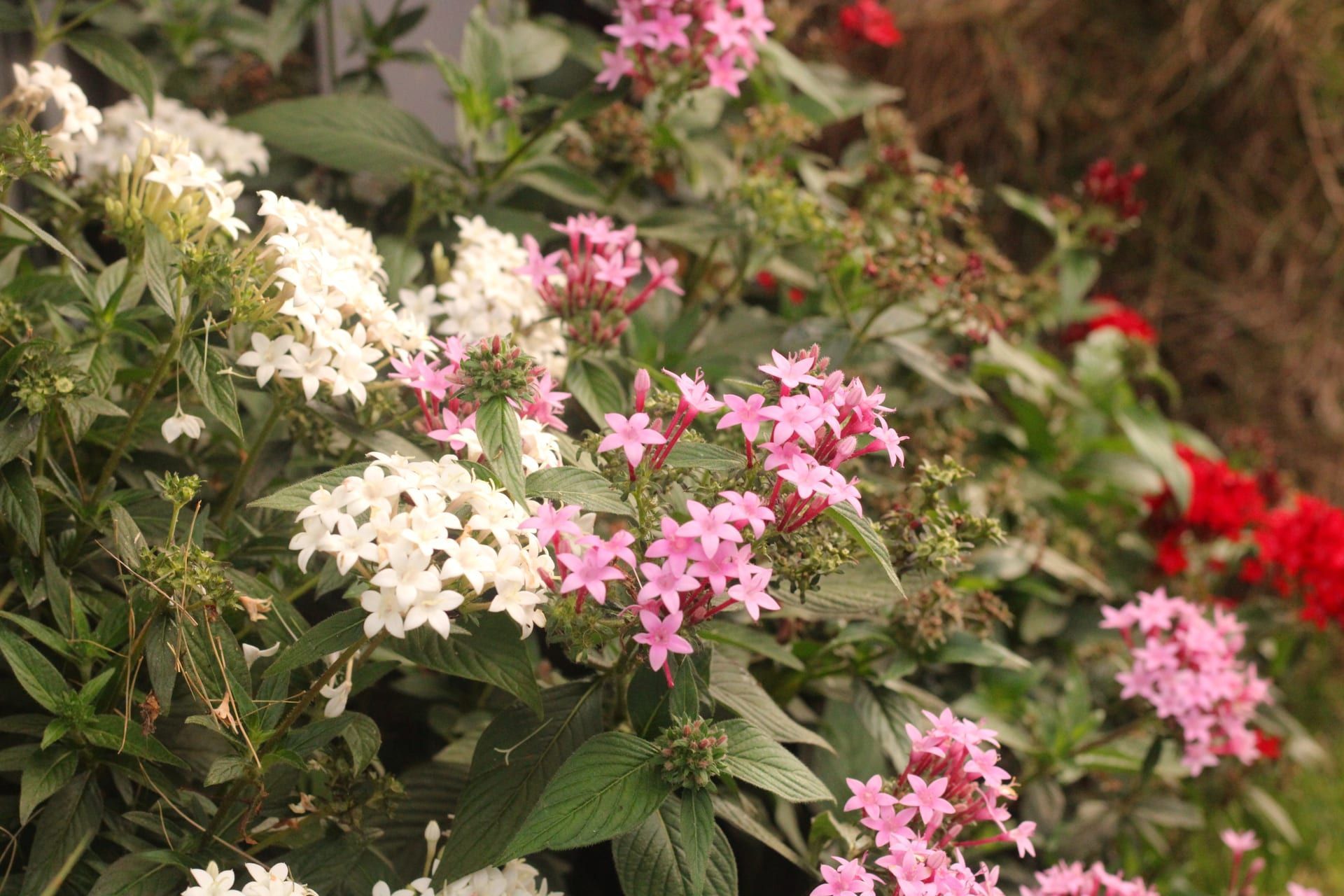 Ornamentación floral, Boquete, Chiriquí