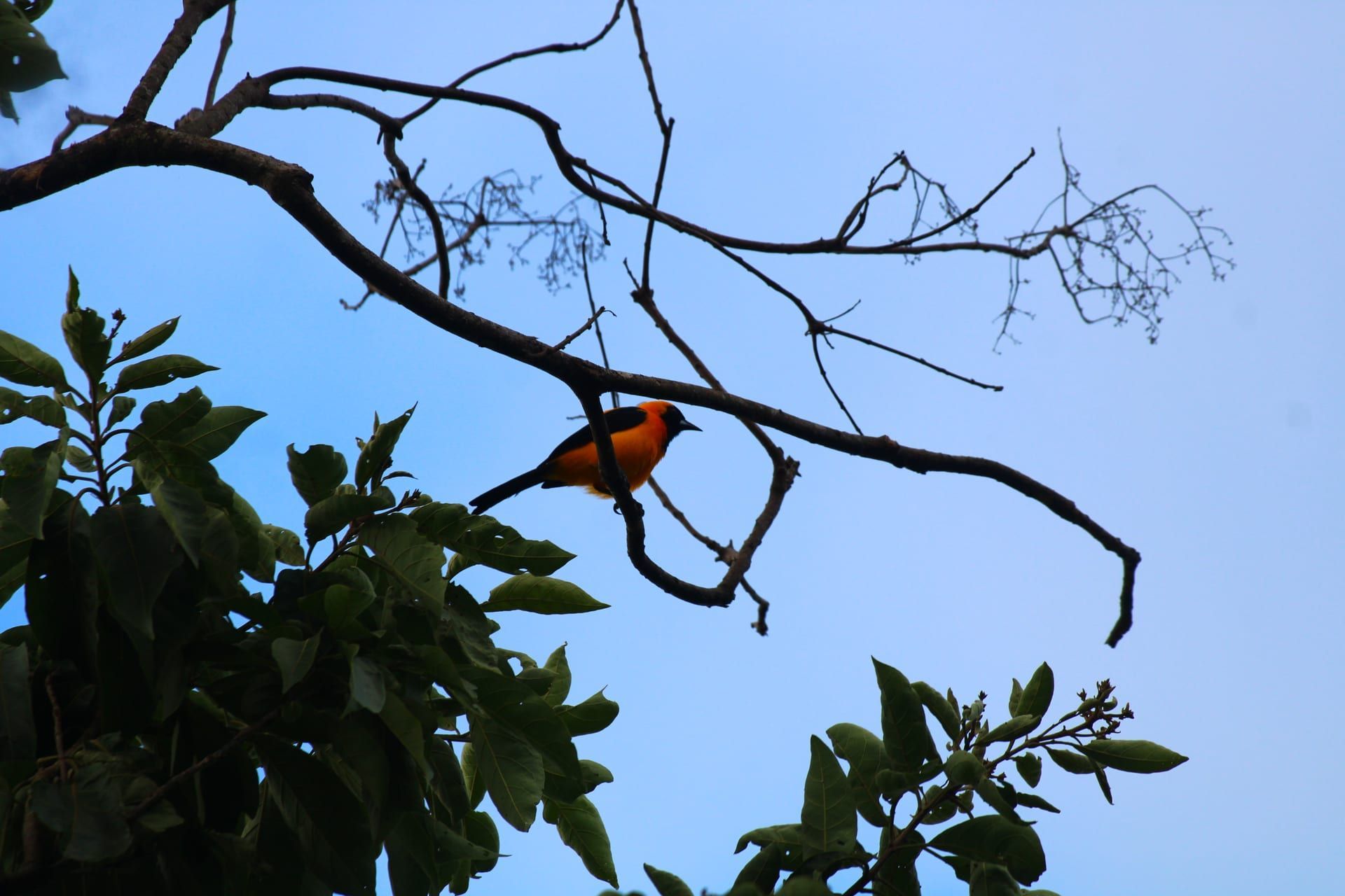 Parque Nacional Omar Torrijos, El Copé, Coclé