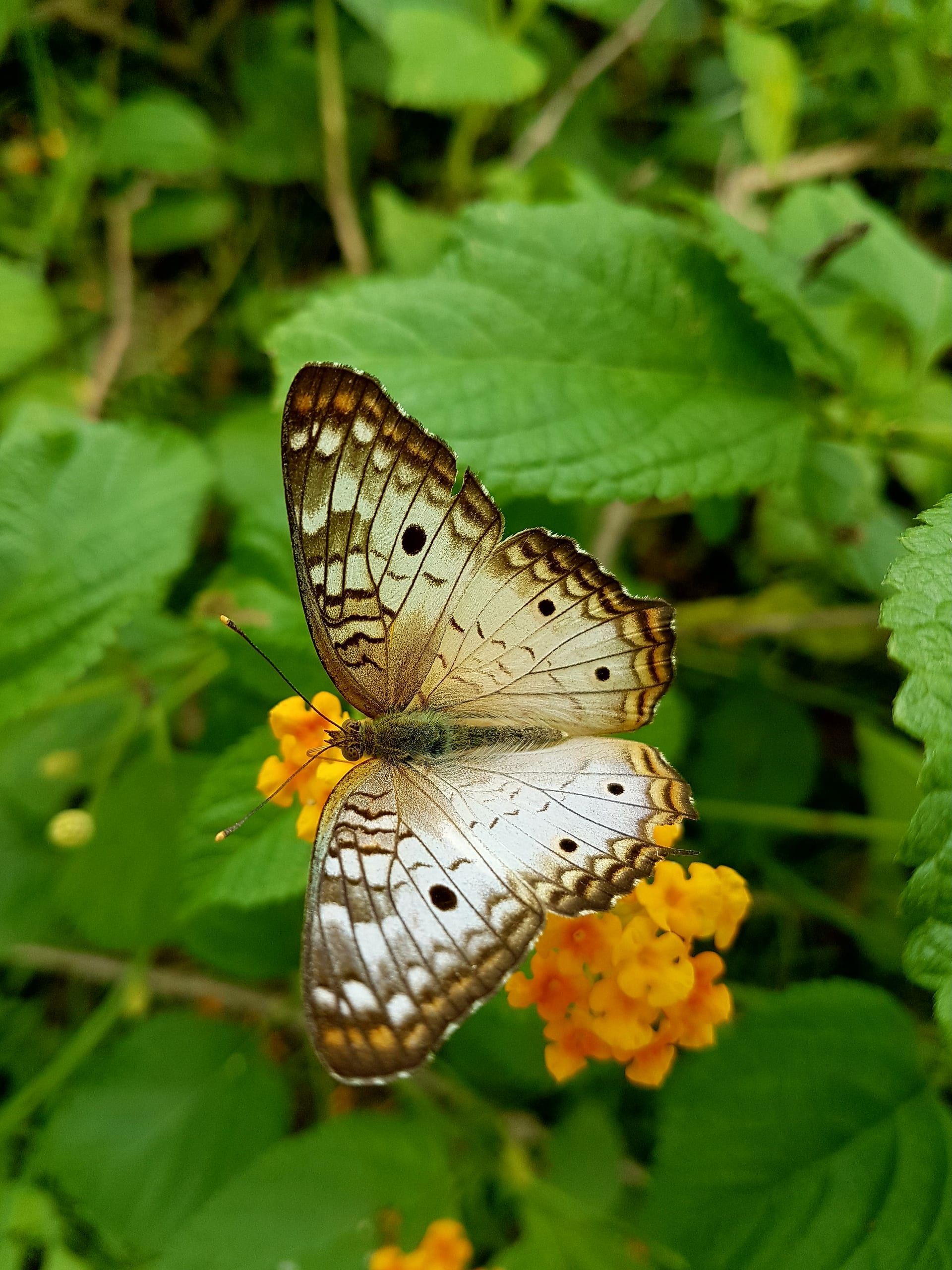 Mariposario de El Valle — Mariposa Pavo Real, El Valle de Antón, Coclé