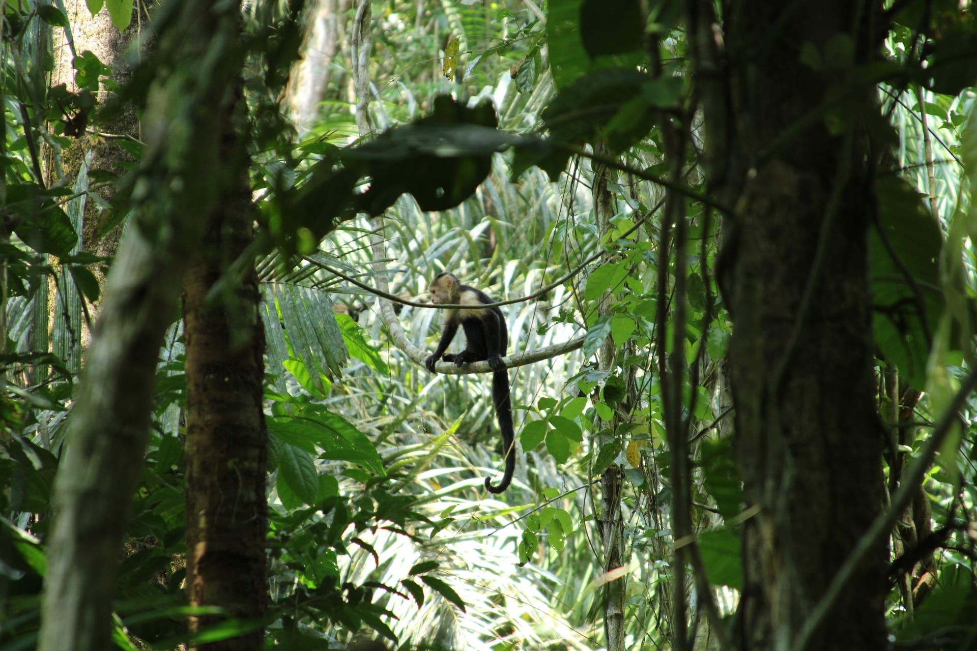 Sendero de Plantación, Gamboa, Colón