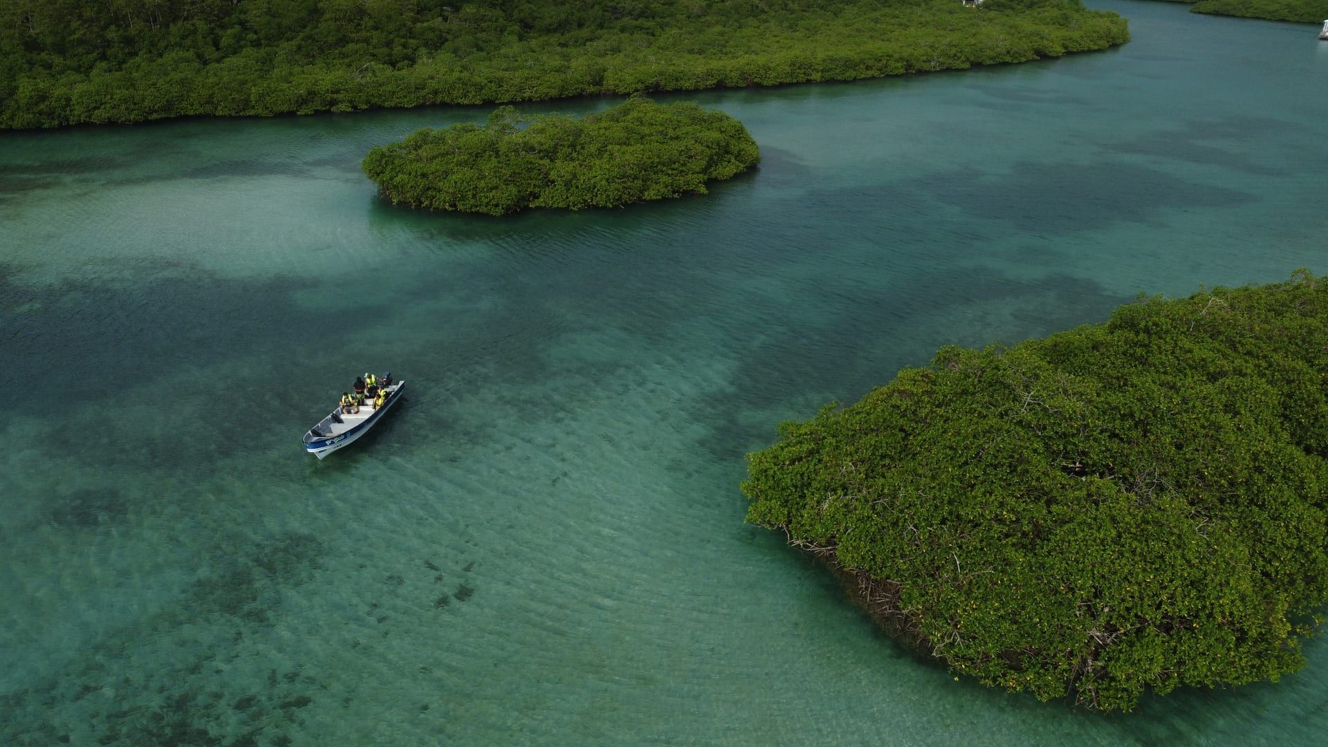Venas Azules — Isla del Padre